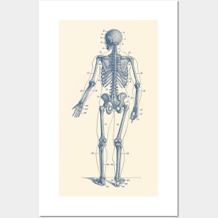 Backward Facing Skeletal Diagram - Vintage Anatomy Print Posters and Art